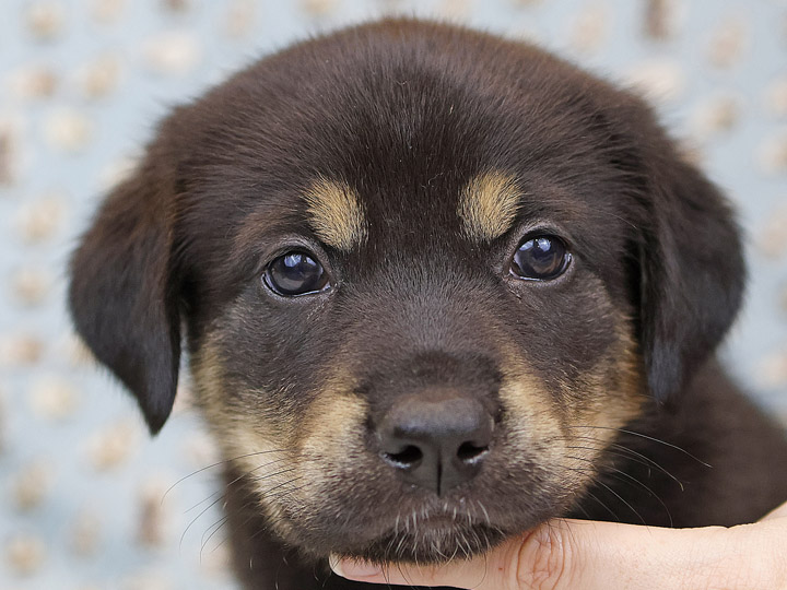 chinook puppy